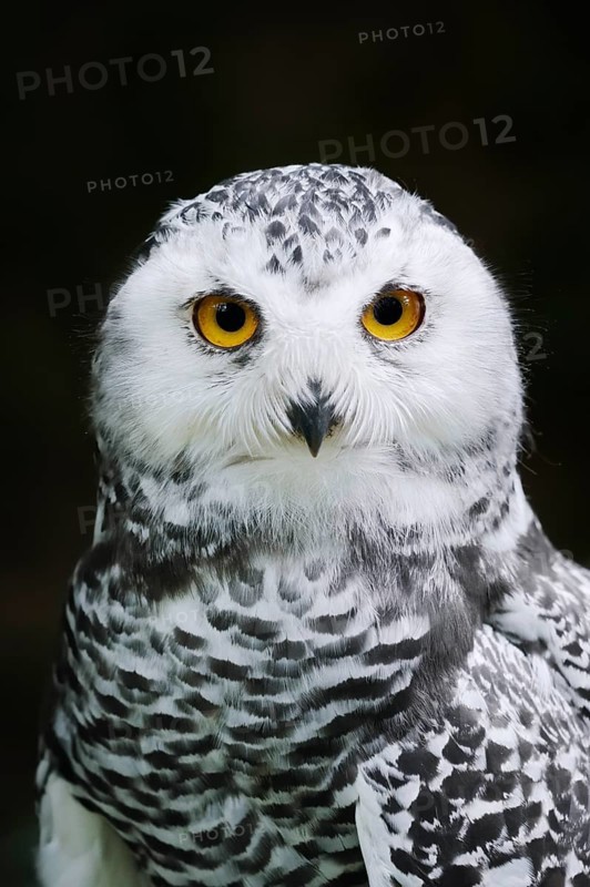 Snowy Owl (Bubo scandiacus, Nyctea scandiaca), immature, portrait, captive, Germany