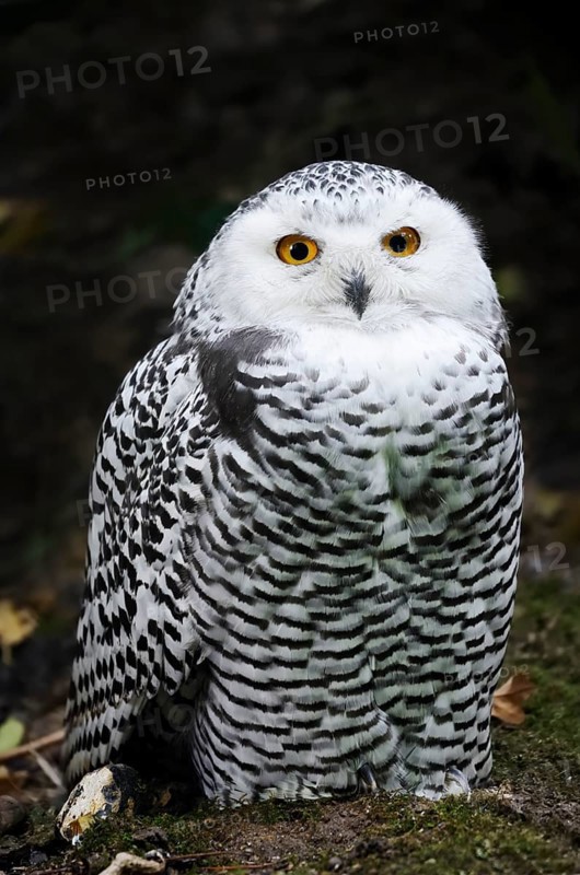 Snowy Owl (Bubo scandiacus, Nyctea scandiaca), immature, captive, Germany