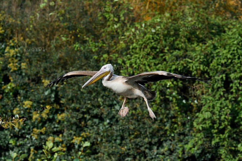 Pink pelican (Pelecanus onocrotalus), immature, flying, Greece