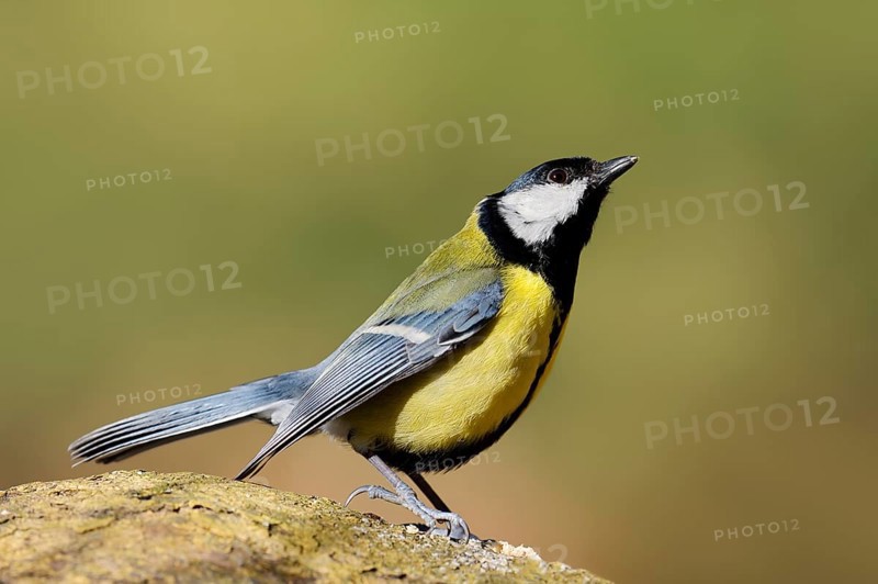 Great tit (Parus major), threatening gesture, North Rhine-Westphalia, Germany