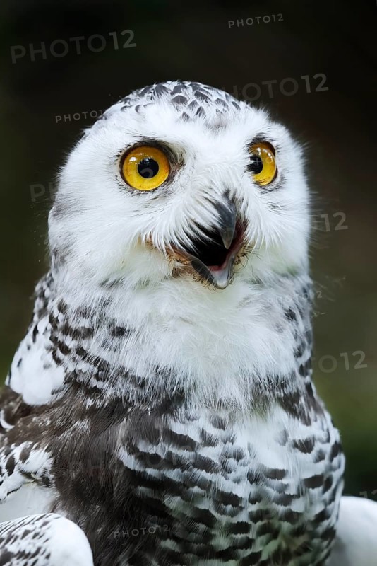 Snowy Owl (Bubo scandiacus, Nyctea scandiaca), immature, calling, portrait, captive, Germany