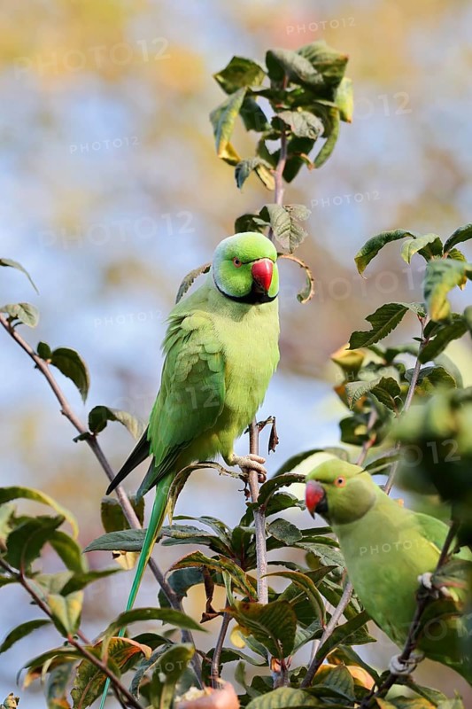 Indian Ringnecked Parakeet or Lesser Alexander's Parakeet (Psittacula krameri manillensis), male, South Holland, Netherlands, neozoon in Europe, native to Asia