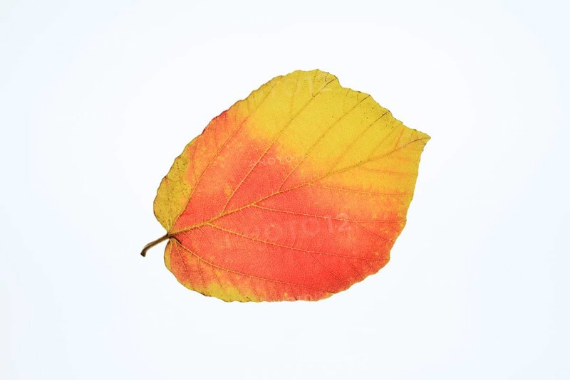 Persian ironwood (Parrotia persica), leaf in autumn on a white background, North Rhine-Westphalia, Germany