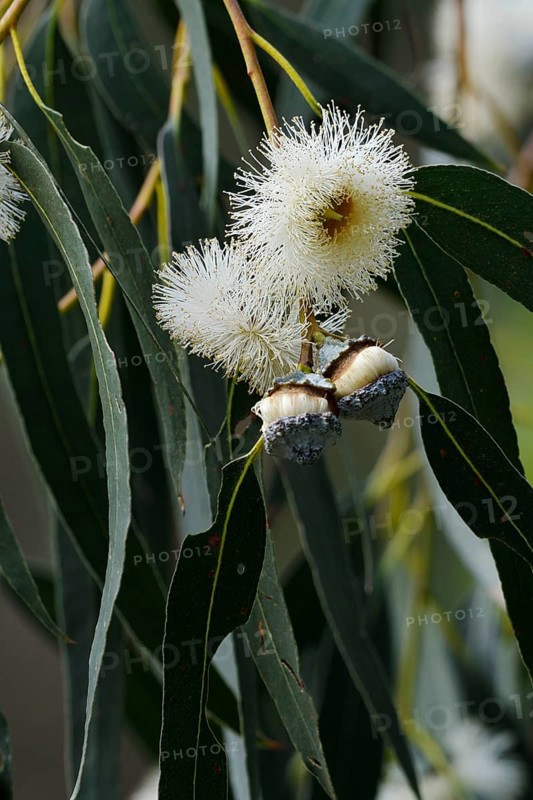 Tasmanian blue gum or common fever tree (Eucalyptus globulus), flowers and leaves, Algarve, Portugal, native to Australia