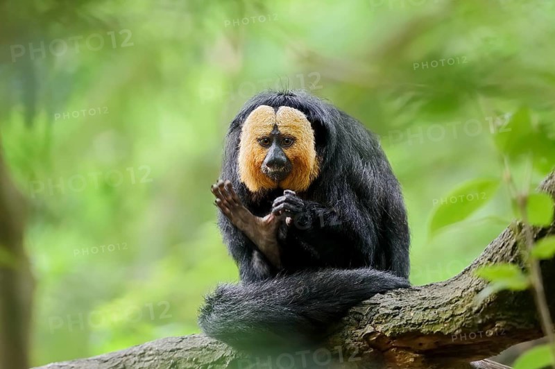 White-headed saki or pale-headed saki (Pithecia pithecia), male, captive, occurring in South America