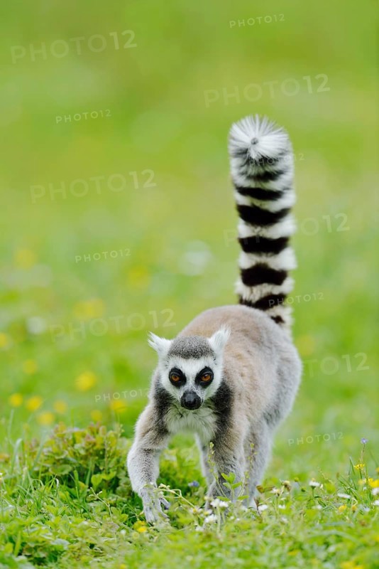Catta (Lemur catta) walks across a meadow, captive, native to Madagascar