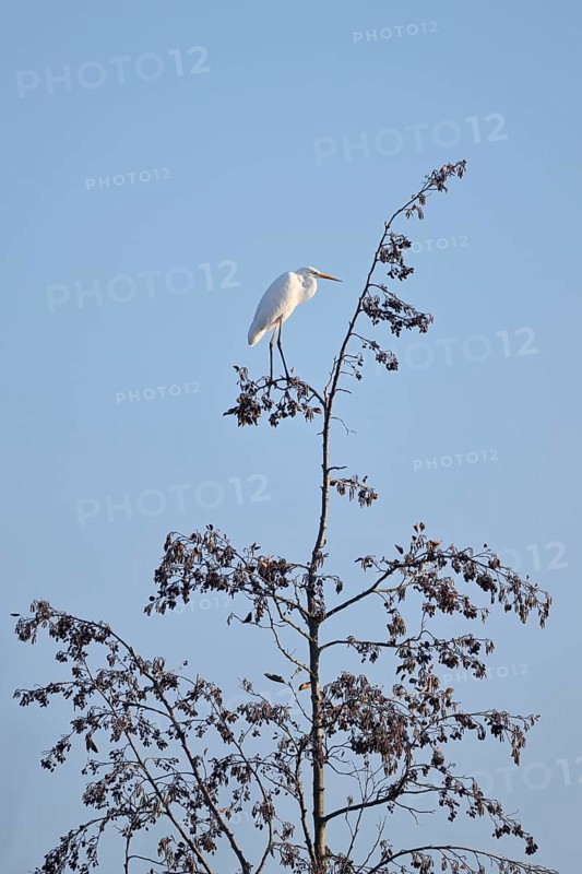 Great White Egret (Ardea alba) standing on a black alder (Alnus glutinosa) in winter, North Rhine-Westphalia, Germany