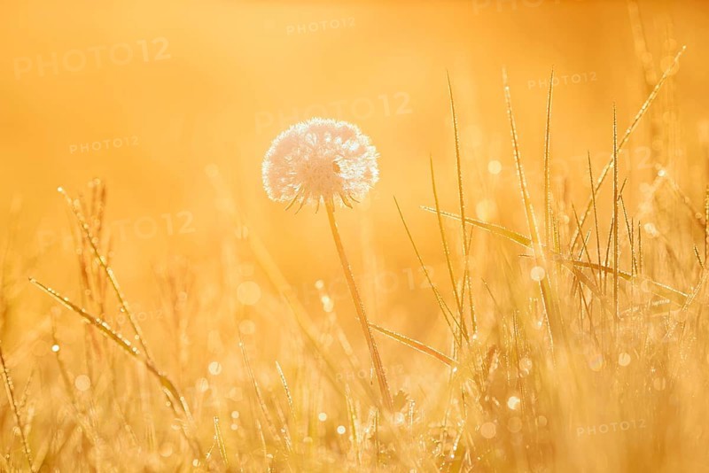 Common dandelion (Taraxacum officinale), fruit stand backlit at sunrise, North Rhine-Westphalia, Germany