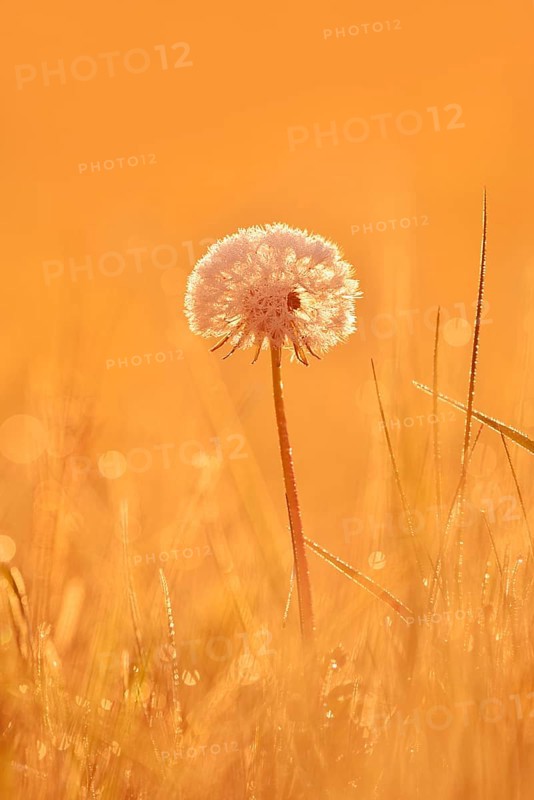 Common dandelion (Taraxacum officinale), fruit stand backlit at sunrise, North Rhine-Westphalia, Germany