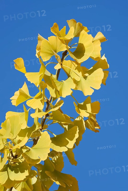 Ginkgo or ginkgo (ginkgo biloba), leaves on a branch in autumn, North Rhine-Westphalia, Germany