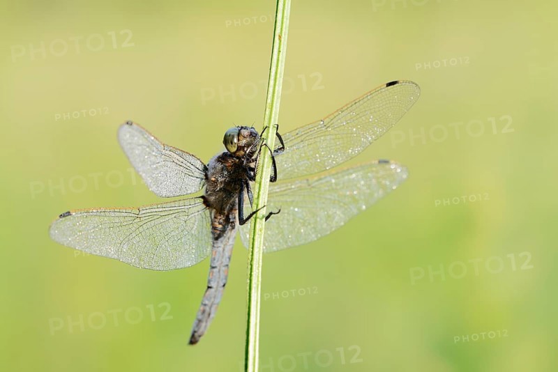 Black-tailed Skimmer (Orthetrum cancellatum), male with dewdrops, North Rhine-Westphalia, Germany