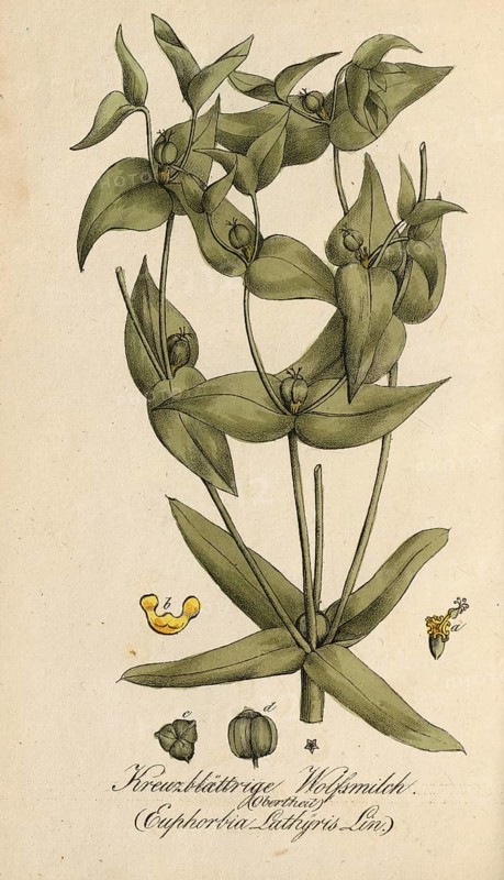 European poisonous plants, Caper spurge, Euphorbia lathyris, also known as spring spurge, authentic, digitally restored reproduction from a 19th century original, Eduard Winkler (1799-1862), book All poisonous plants in Germany, exact date of depiction unknown, Historical