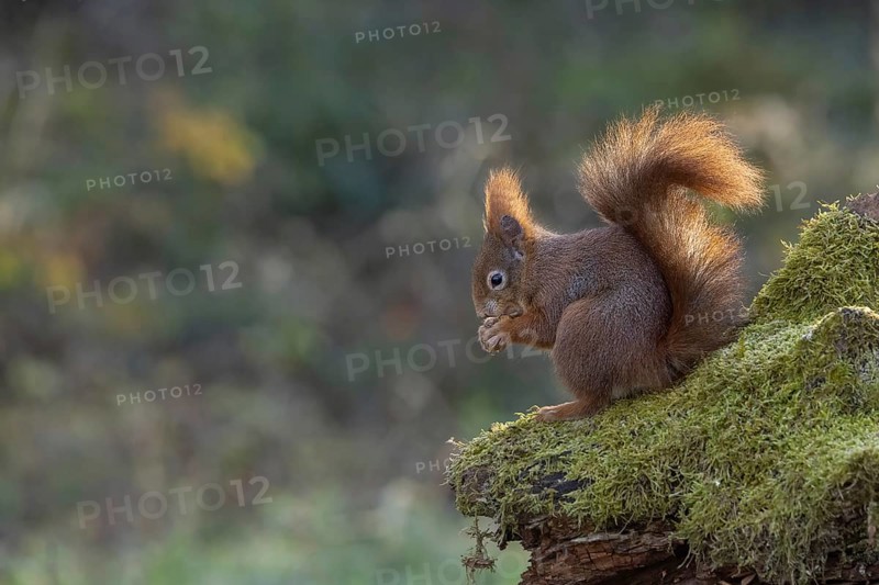 Red squirrel (Sciurus) on rootstock