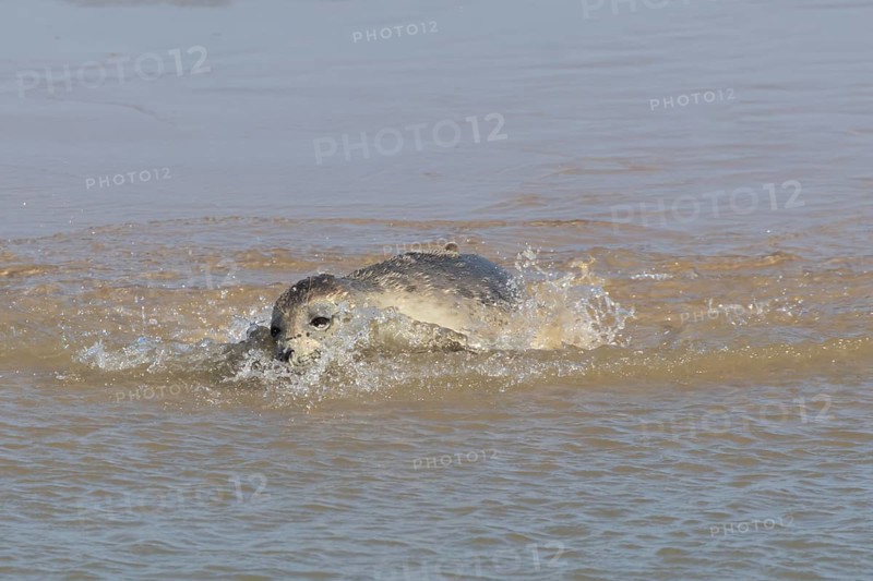 Common or Harbor or Harbour seal (Phoca vitulina) adult marine animal swimming in the shallow water of the sea, England, United Kingdom