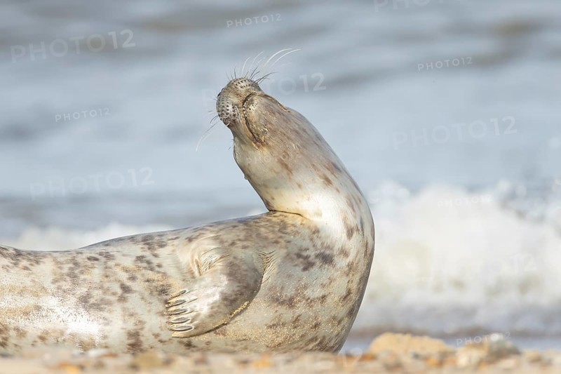 Atlantic grey seal (Halichoerus grypus) adult animal on a seaside beach, England, United Kingdom