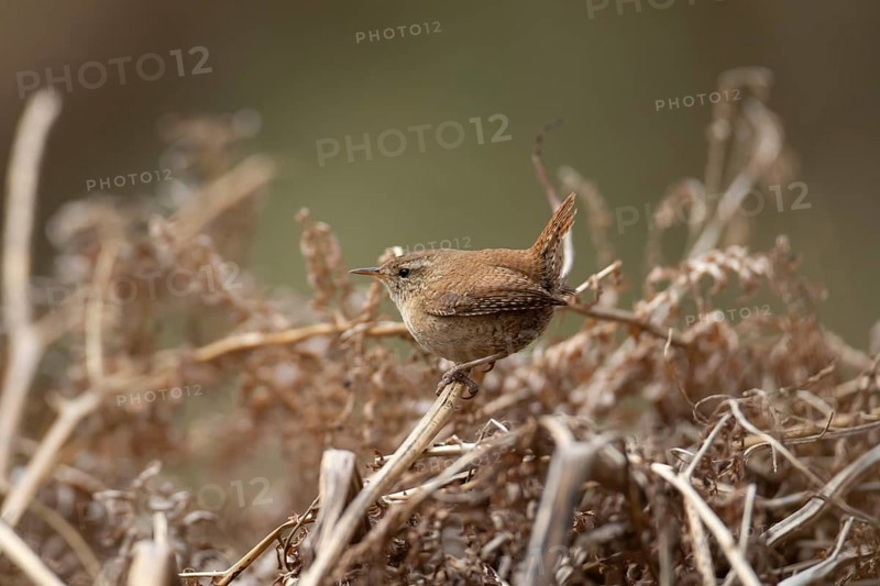 Eurasian wren (Troglodytes troglodytes) adult garden bird on a bracken stem, England, United Kingdom