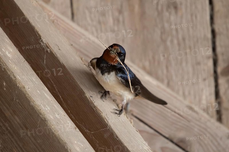 Barn swallow (Hirundo rustica) adult bird with nest material in its beak in summer, England, United Kingdom