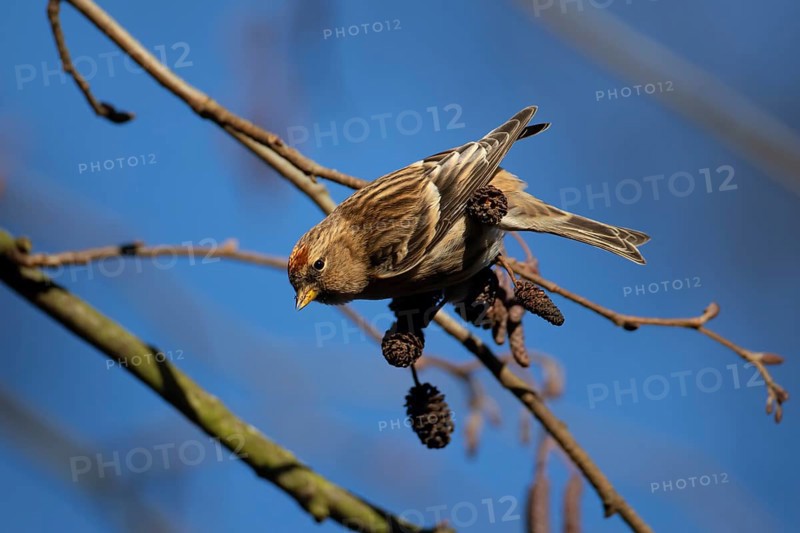 Redpoll (Acanthis flammea) adult bird in an Alder tree in winter, England, United Kingdom