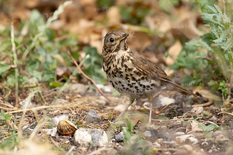 Song thrush (Turdus philomelos) adult garden bird in a flower border in summer, England, United Kingdom