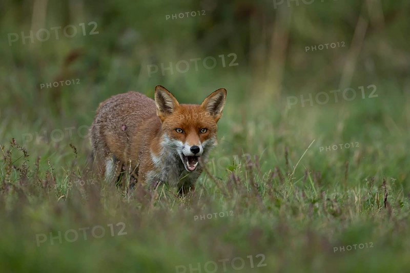 Red fox (Vulpes vulpes) adult wild animal in grassland in summer, England, United Kingdom