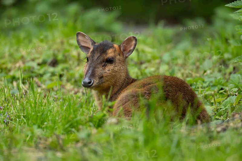 Muntjac deer (Muntiacus reevesi) adult wild animal in grassland in summer, England, United Kingdom