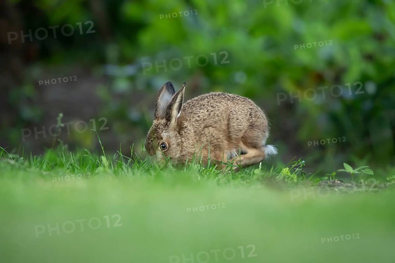 European brown hare (Lepus europaeus) adult wild animal feeding on a garden grass lawn in summer, England, United Kingdom