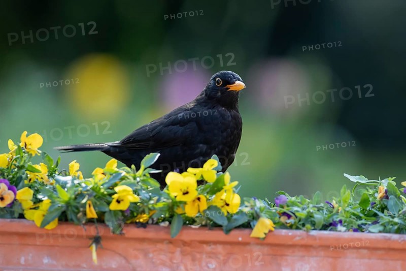 Eurasian blackbird (Turdus merula) adult male garden bird on a planter with flowering Pansy plants in spring, England, United Kingdom