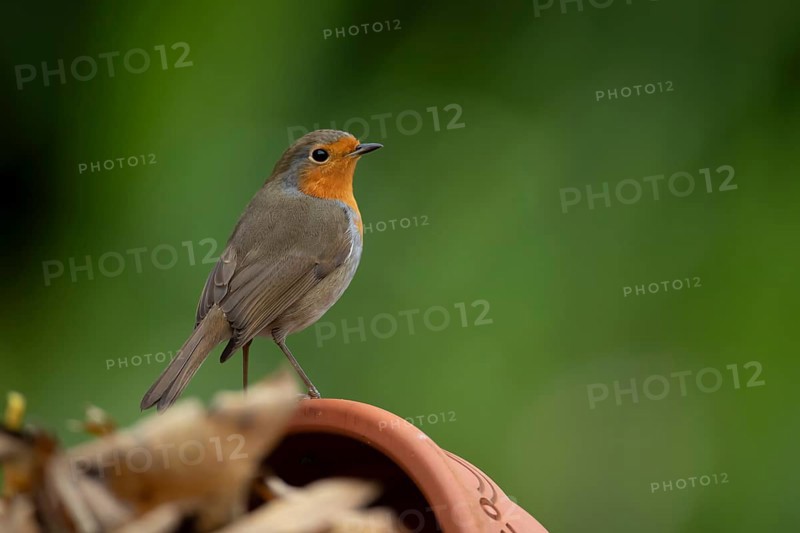 European robin (Erithacus rubecula) adult garden bird on a plant pot, England, United Kingdom