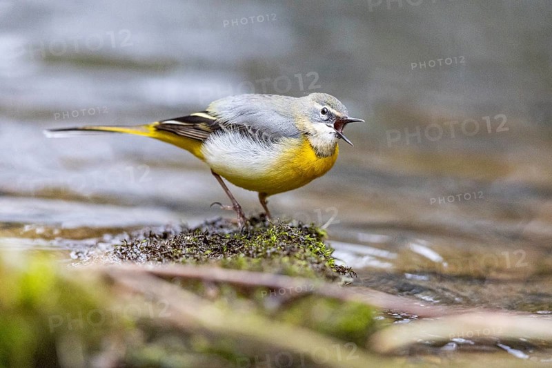 Grey wagtail (Motacilla cinerea) Germany
