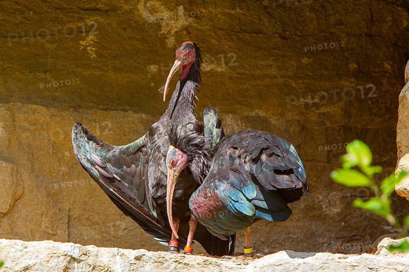Northern Bald Ibis (Geronticus eremita) Captive Germany