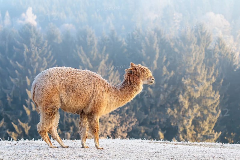 Alpaca (Vicugna pacos), white animal, adult animal, female animal, standing, frost-covered meadow, hilly terrain, forest, fog, winter, snow, minus 15 °C, farm animal, Slovakia
