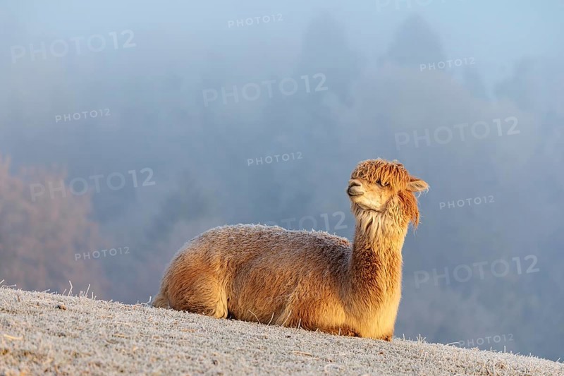 Alpaca (Vicugna pacos), white animal, adult animal, female animal, resting, frost-covered meadow, hilly terrain, forest, fog, winter, snow, minus 15 °C, farm animal, Slovakia