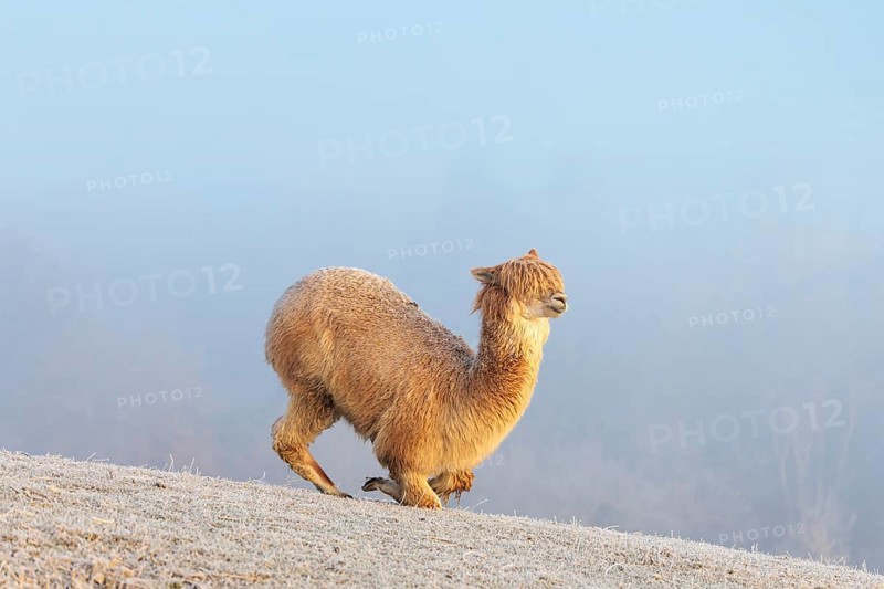 Alpaca (Vicugna pacos), white animal, adult animal, female animal, laying down, frost-covered meadow, hilly terrain, forest, fog, winter, snow, minus 15 °C, farm animal, Slovakia