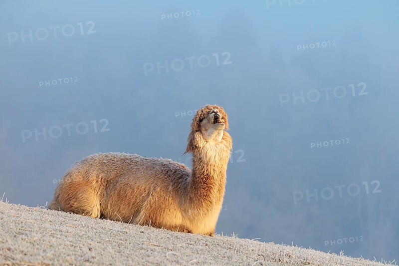 Alpaca (Vicugna pacos), yawning, white animal, adult animal, female animal, resting, frost-covered meadow, hilly terrain, forest, fog, winter, snow, minus 15 °C, farm animal, Slovakia