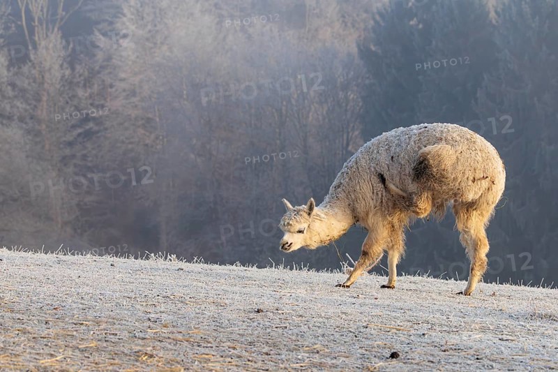 Alpaca (Vicugna pacos), white animal, adult animal, female animal, standing, scratching with hind leg, frost-covered meadow, hilly terrain, forest, fog, winter, snow, minus 15 °C, farm animal, Slovakia