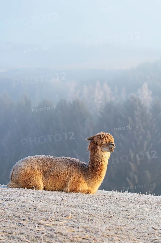Alpaca (Vicugna pacos), white animal, adult animal, female animal, resting, frost-covered meadow, hilly terrain, forest, fog, winter, snow, minus 15 °C, farm animal, Slovakia