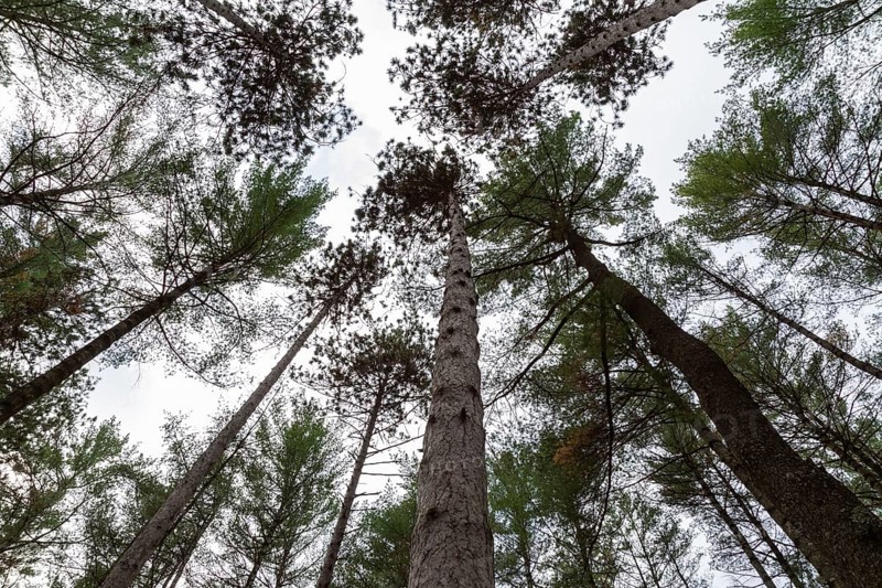 Low angle view of tall semi silhouetted converging Pinus - Pine trees in autumn, Quebec, Canada