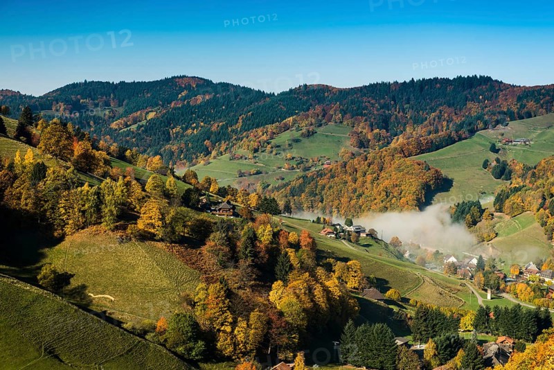 Autumn-colored forest, Münstertal, Black Forest, Baden-Württemberg, Germany