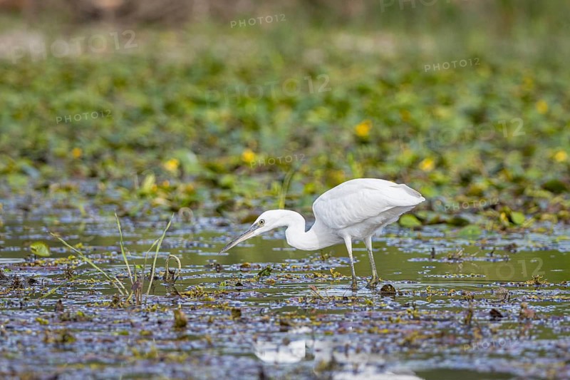 Little Egret (Egretta garzetta) Hungary