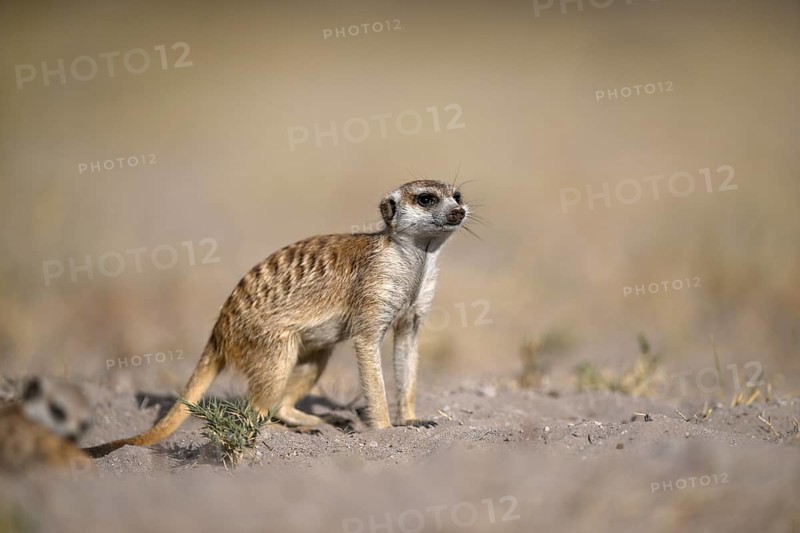 Meerkats or suricates (Suricata suricatta), Makgadikgadi Salt Pans, Makgadikgadi Pans National Park, Central District, Botswana