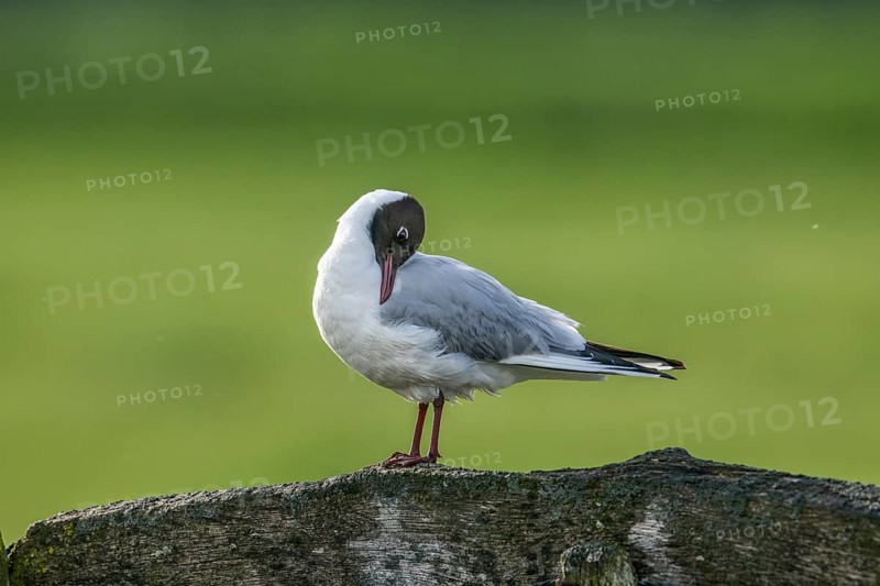 A black-headed gull (Chroicocephalus ridibundus, syn.: Larus ridibundus) preens its plumage on a wooden beam in front of a green background, Dümmer nature park Park, Lower Saxony, Germany