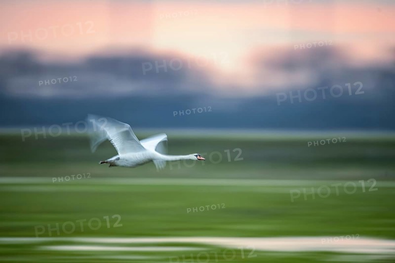 A Mute Swan (Cygnus olor) flies over a field in front of an orange-coloured sky, motion blur, Wischer, Dümmer nature park Park, Lower Saxony, Germany