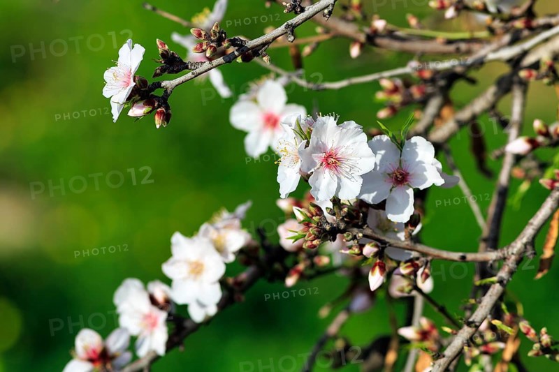 Almond blossom, blossoming branch, almond tree (Prunus dulcis), Agrigento, Sicily, Southern Italy, Italy