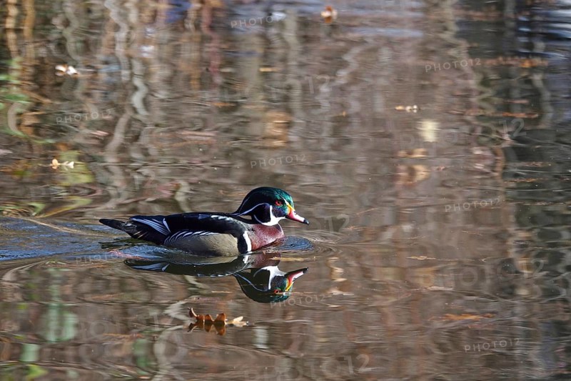 Common mallard (Aix sponsa) on a lake, winter, Germany