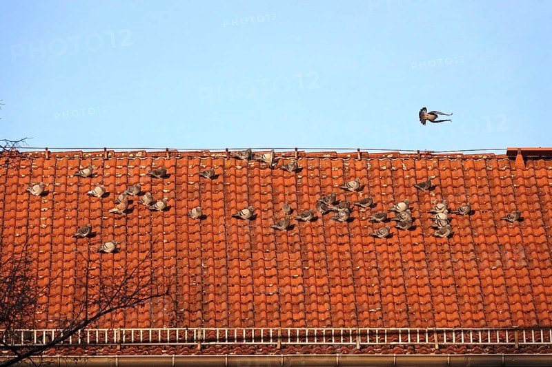 Pigeons on a roof in a city, winter, Germany