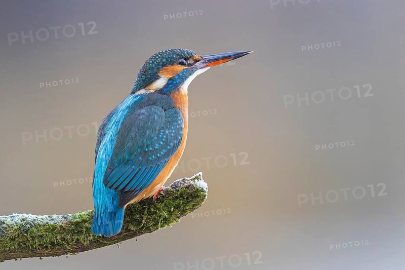 Kingfisher (Alcedo atthis) female, territory, on perch, lurking, foraging, hunting prey, fishing, frost and ice, hoarfrost, winter mood, Middle Elbe Biosphere Reserve, Saxony-Anhalt, Germany