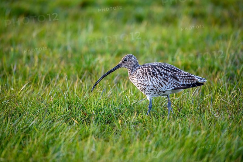 A curlew (Numenius arquata) in the grass with its typical long beak, Dümmer nature park Park, Lower Saxony, Germany