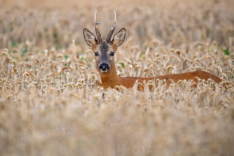 Roebuck (Capreolus capreolus) in wheat, Vechta, Lower Saxony, Germany