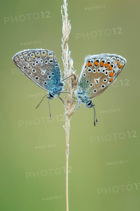 Blue butterfly (Polyommatus icarus), Goldenstedt moor, Goldenstedt, Lower Saxony, Germany