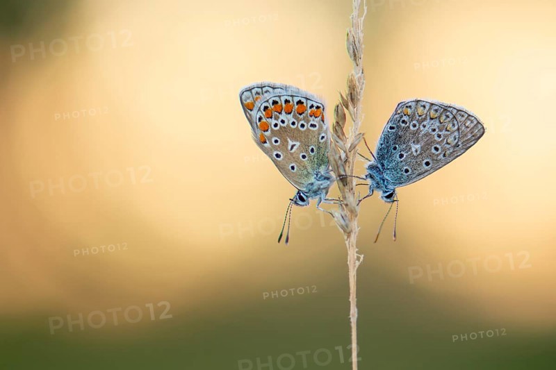 Blue butterfly (Polyommatus icarus), Goldenstedt moor, Goldenstedt, Lower Saxony, Germany